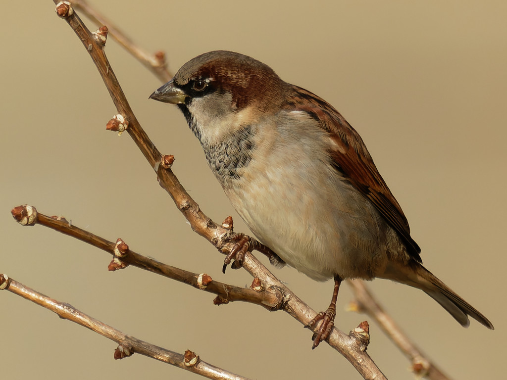 house sparrow  by rminer