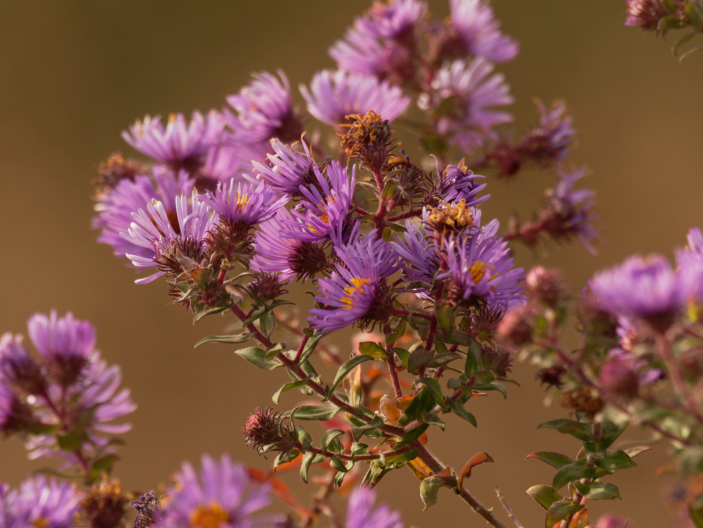 New England asters by rminer