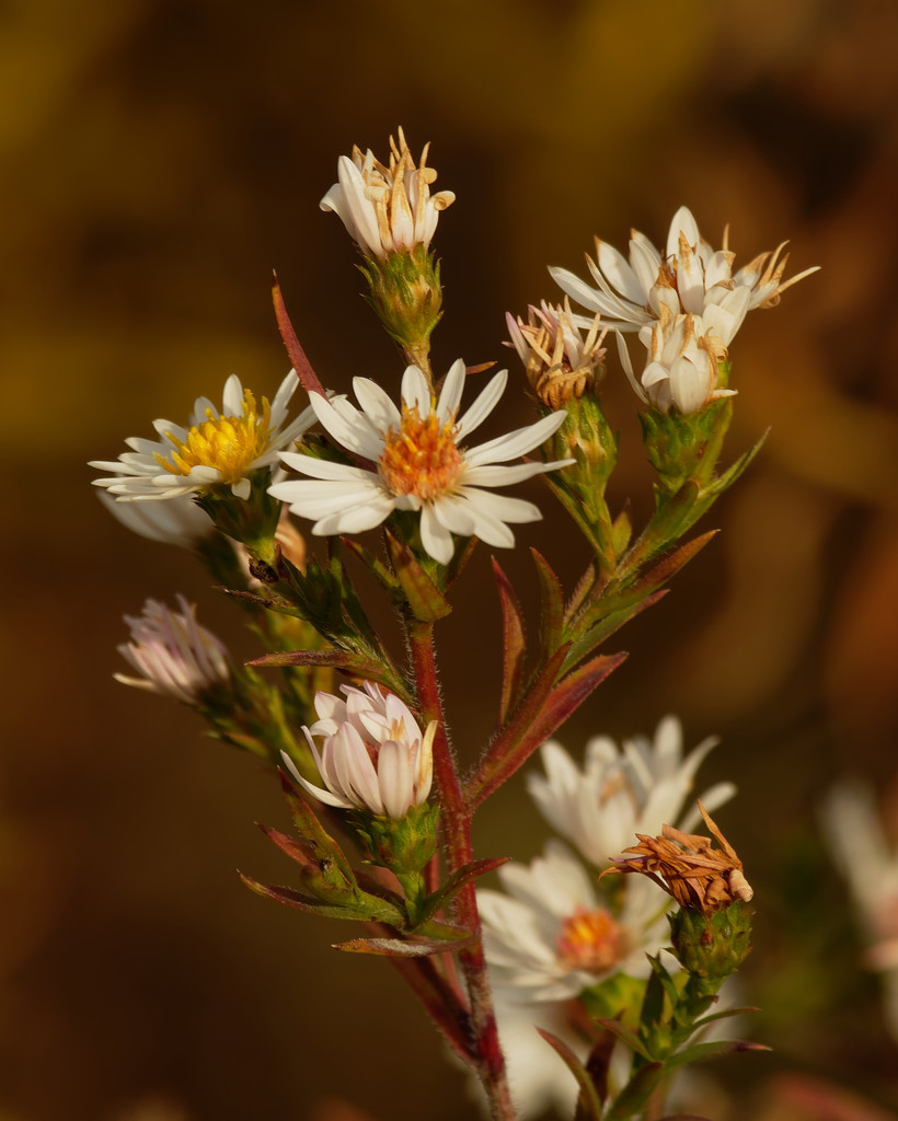 White heath asters  by rminer