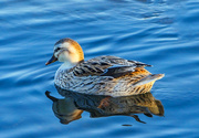 5th Nov 2020 - Duck With Reflection.