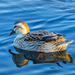 Duck With Reflection. by tonygig