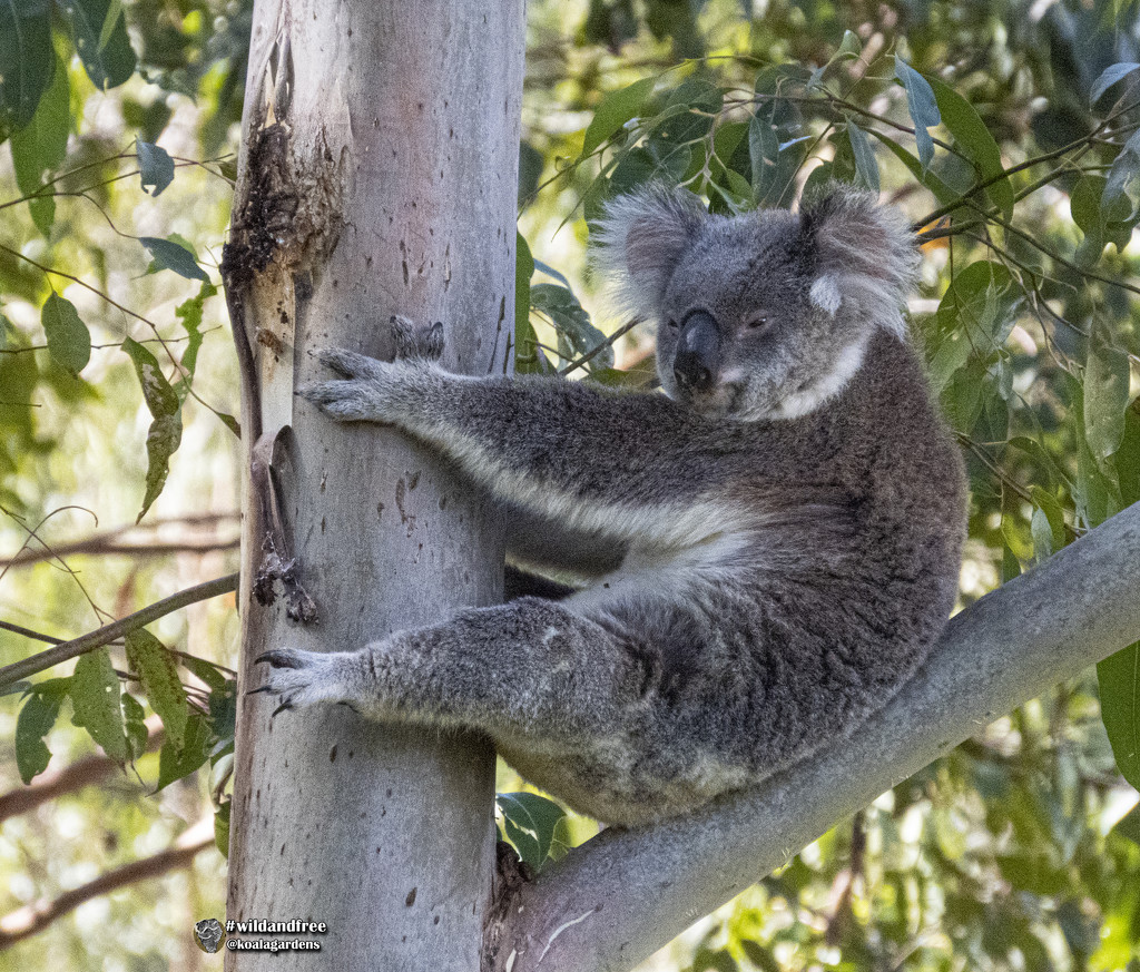 kickin' back by koalagardens
