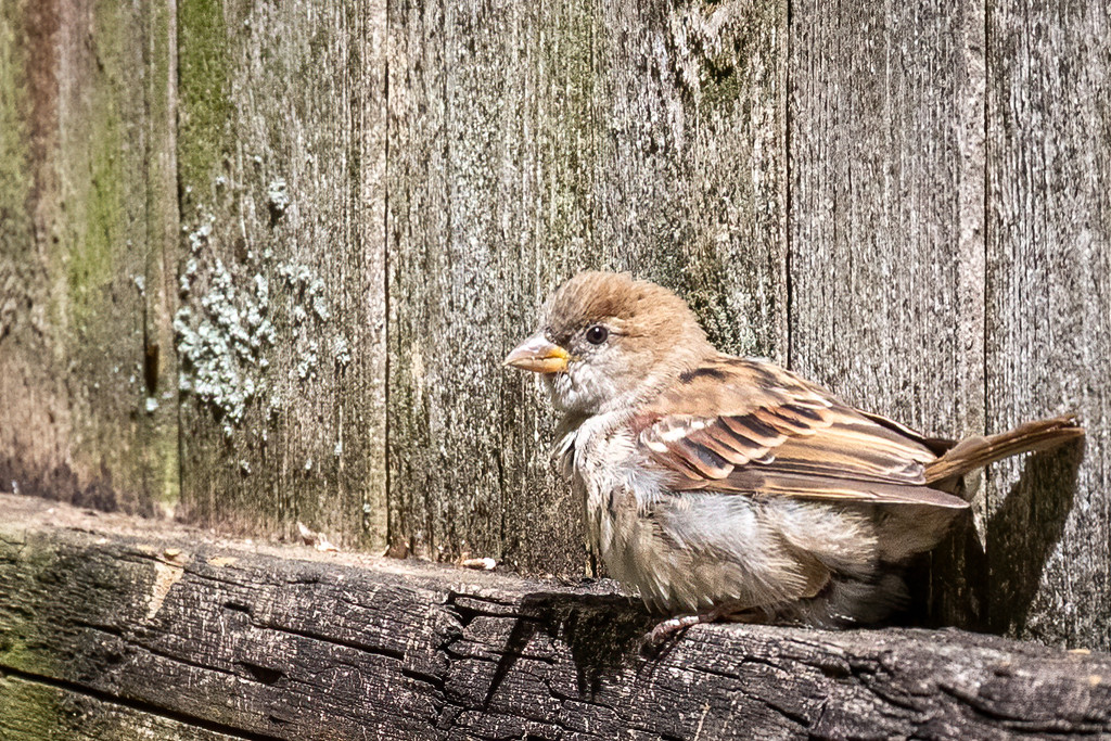 Juvenile House Sparrow by jyokota