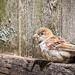 Juvenile House Sparrow by jyokota