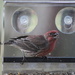 House finch visits for breakfast by stillmoments33