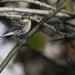 Pine Warbler by timerskine