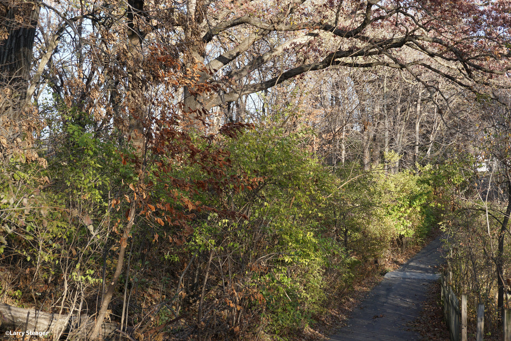 Walking path in fall by larrysphotos