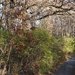 Walking path in fall by larrysphotos