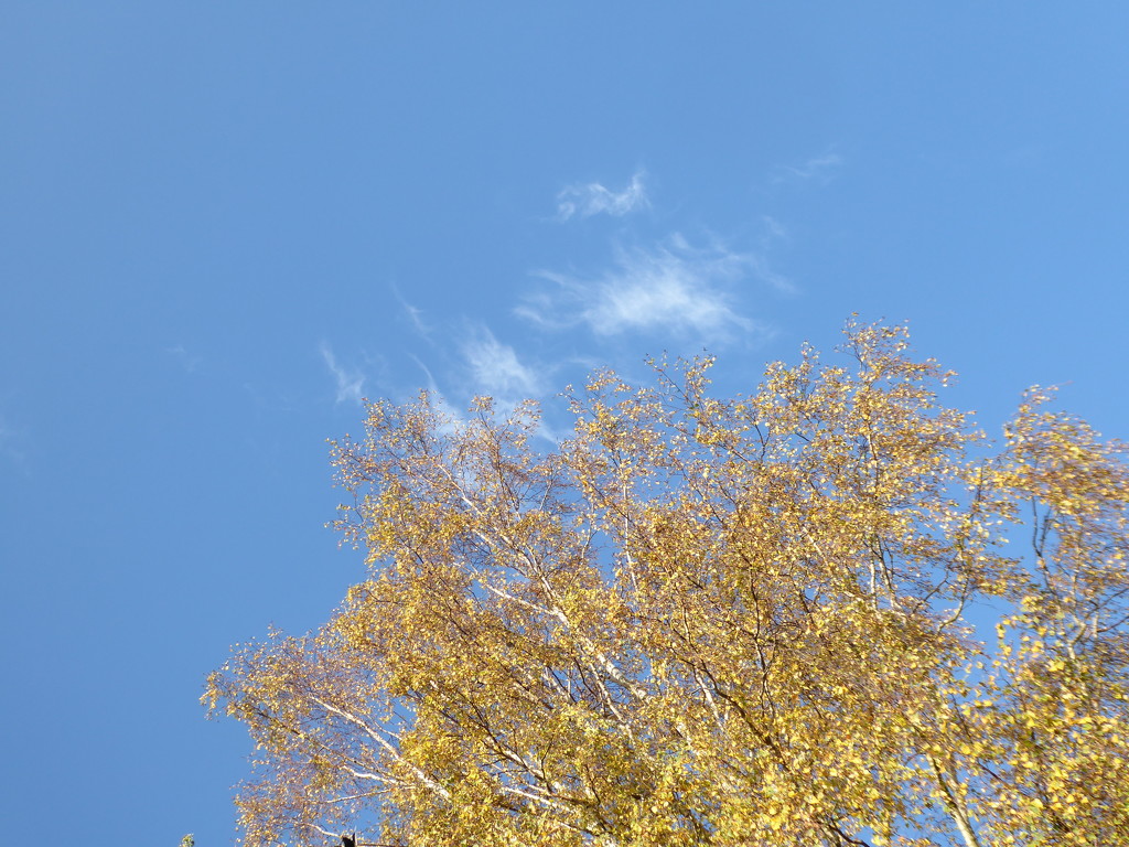 A rare blue sky in October by speedwell
