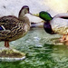 Duck Kisses by joysfocus