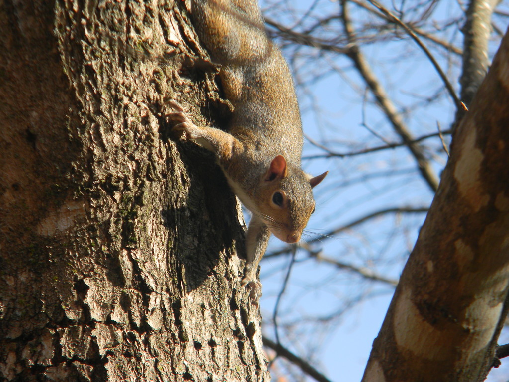 Squirrel Looking Down Tree by sfeldphotos