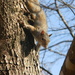 Squirrel Looking Down Tree by sfeldphotos