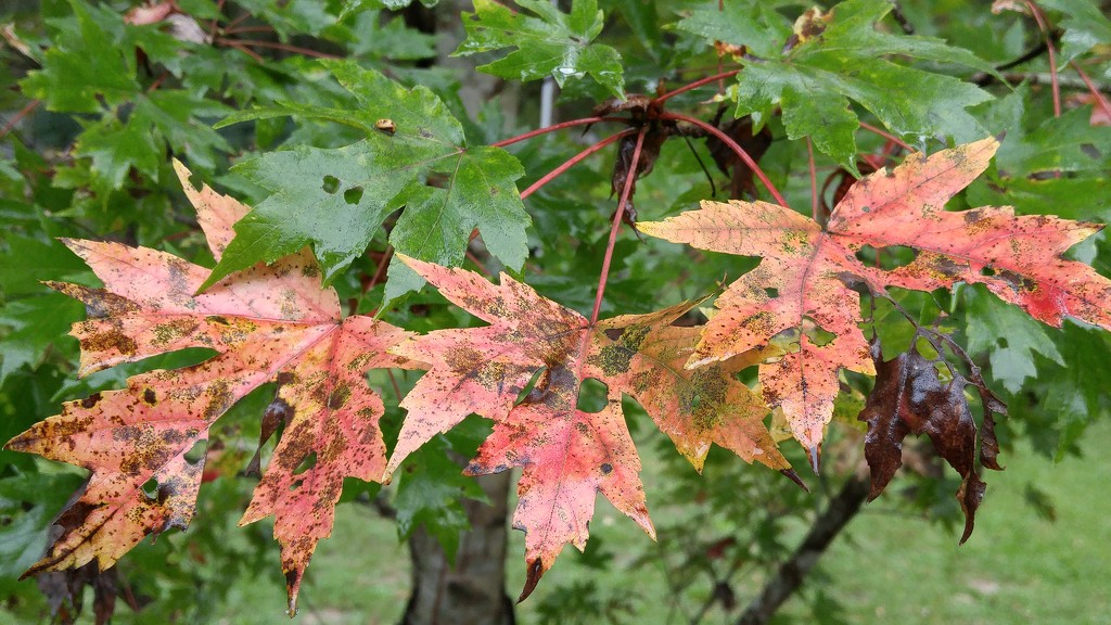Maple leaves... by marlboromaam