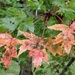 Maple leaves... by marlboromaam
