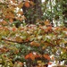 Dogwood dressing for autumn... by marlboromaam