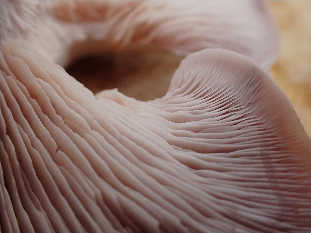 Mushroom Wave by olivetreeann