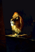 5th Nov 2020 - Shining Lion
