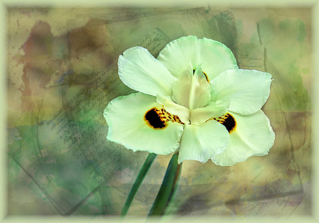 Dietes bicolor  by ludwigsdiana