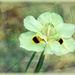 Dietes bicolor  by ludwigsdiana