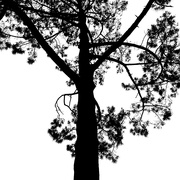 6th Nov 2020 - Trees of Keurboom #12