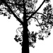 Trees of Keurboom #12 by eleanor