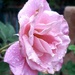Rose in the Rain  by salza