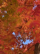 6th Nov 2020 - Autumn Color at last