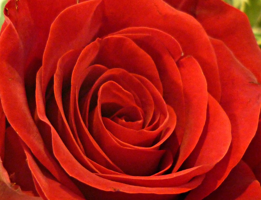 Red Red Rose  by countrylassie