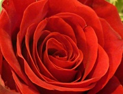 6th Nov 2020 - Red Red Rose 