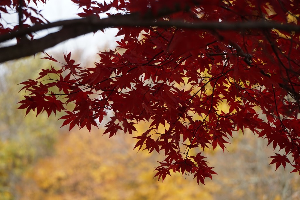Japanese Maple by tunia