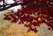 6th Nov 2020 - Japanese Maple