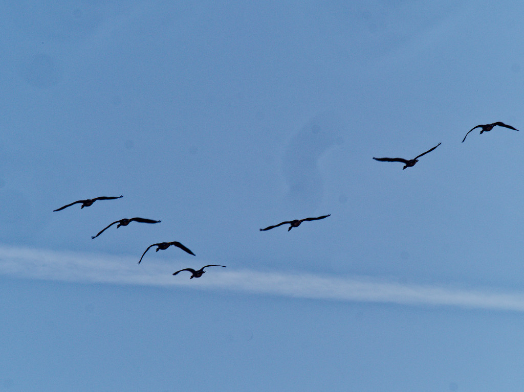 geese in the sky by rminer
