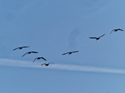 6th Nov 2020 - geese in the sky