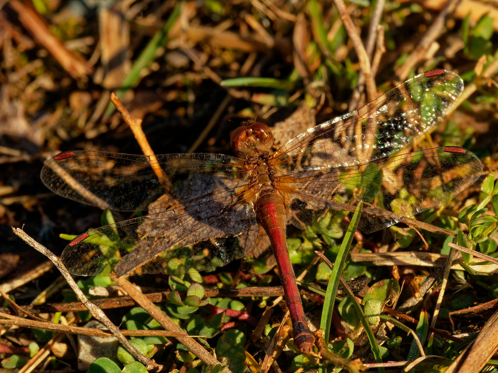Autumn meadowhawk Dragonfly by rminer