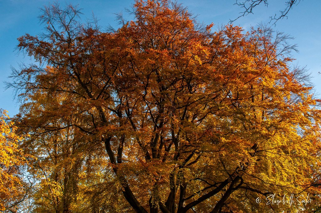 Autumn tree in Ringve Botanical Garden by elisasaeter