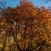 Autumn tree in Ringve Botanical Garden by elisasaeter