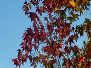 6th Nov 2020 - Striking Autumn colours!