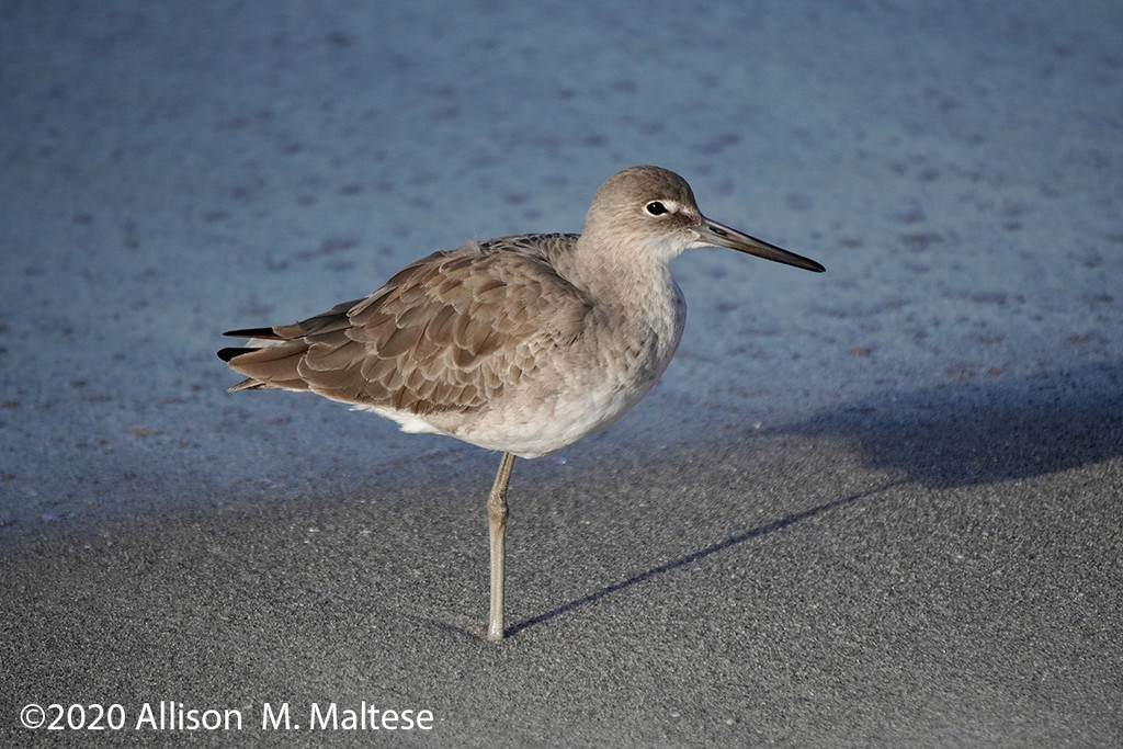 Willet on the Beach by falcon11