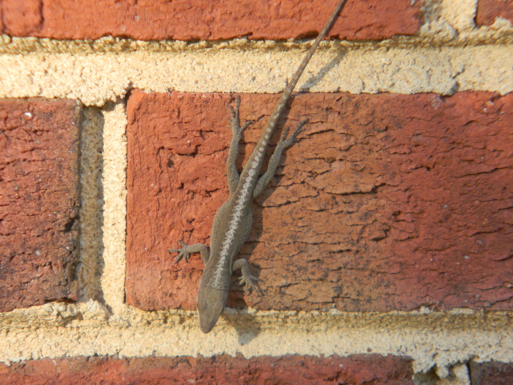 Lizard on Bricks by sfeldphotos