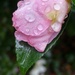 Wet camellia bud... by marlboromaam