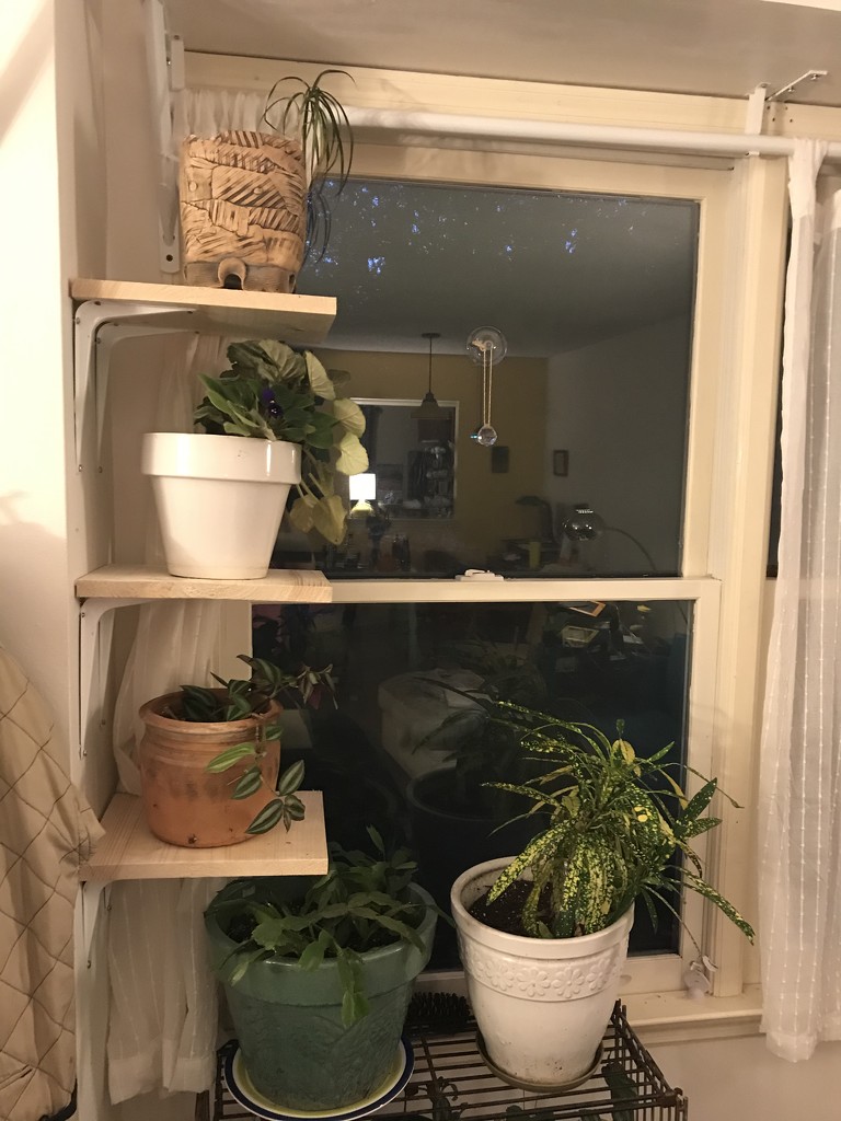 New plant shelves  by gratitudeyear