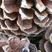 Painted pine cones... by marlboromaam