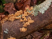 7th Nov 2020 - Lichen the fungi...