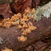 Lichen the fungi... by marlboromaam