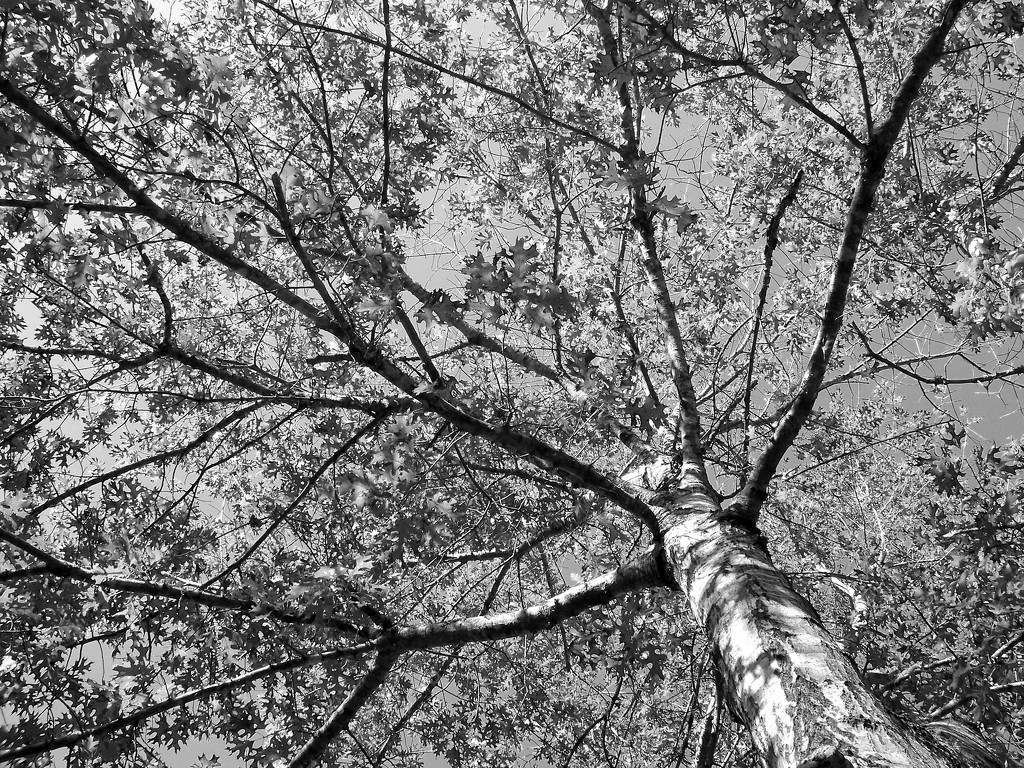 Under the pin oak... by marlboromaam