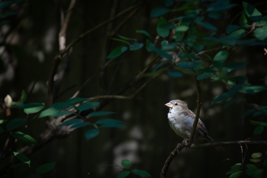 Sparrow Basking in the Sun by jyokota