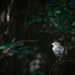 Sparrow Basking in the Sun by jyokota