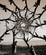 6th Nov 2020 - Tree Porthole 