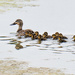 A dozen ducklings - and mum! by maureenpp