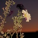 petunia: backlit with flash at sunset by granagringa